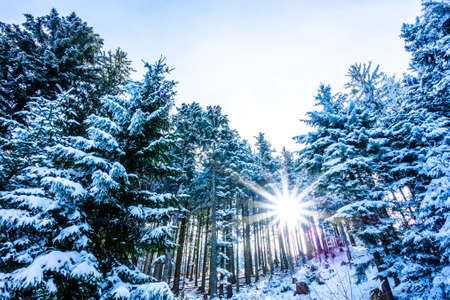 trees at a forest in winterの写真素材