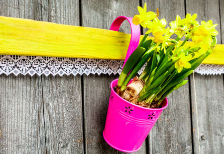 nice daffodil at a wallの写真素材