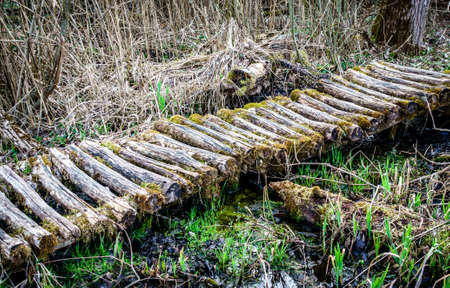 old wooden footpath at a forestの写真素材