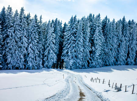 trees at a forest in winterの写真素材