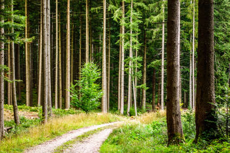 Road at a forest - photo