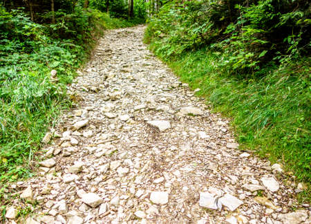 road at a forest - photoの写真素材