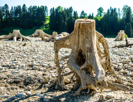 dry forggensee lake near fuessen - bavaria