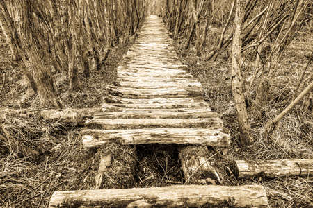 old wooden footpath at a forestの写真素材