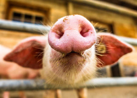 beautiful piglets at a farmの写真素材