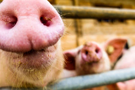 beautiful piglets at a farmの写真素材