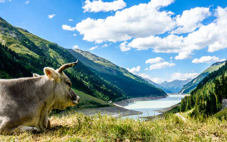 funny cow at the kaunertalの写真素材