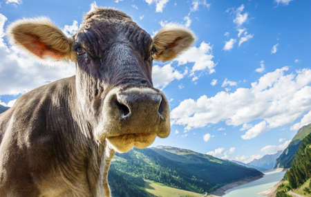 funny cow at the kaunertalの写真素材