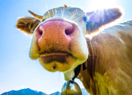 funny cow at the spitzingsee lake - bavariaの写真素材