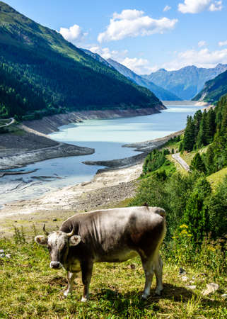 funny cow at the kaunertalの写真素材