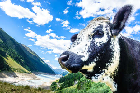 funny cow at the kaunertalの写真素材