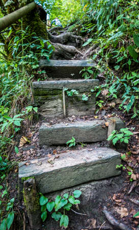 old footpath at a forest