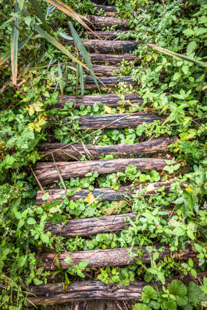 old footpath at a forestの写真素材