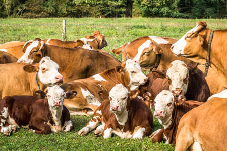 nice group of cows on a meadow