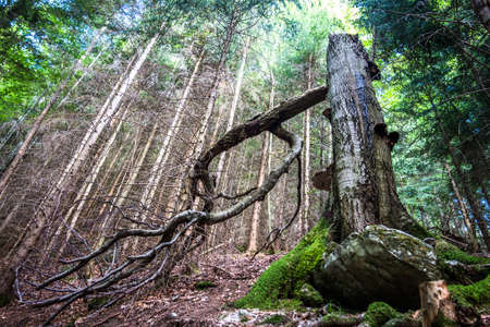 broken dead tree at a forest