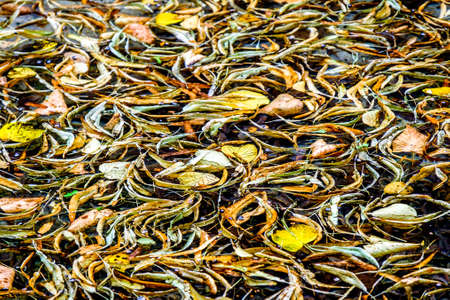 leaves at autumn - close up