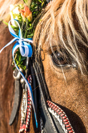 decorated pigtail at a horseの写真素材