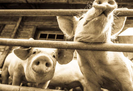 beautiful piglets at a farm