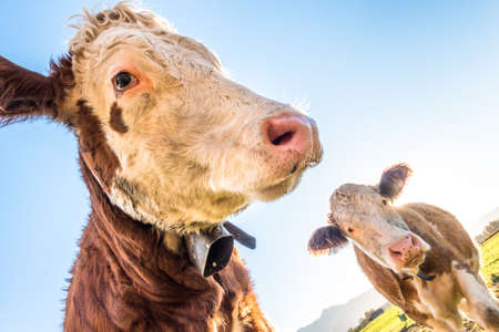 funny cows at the european alps - bavariaの写真素材