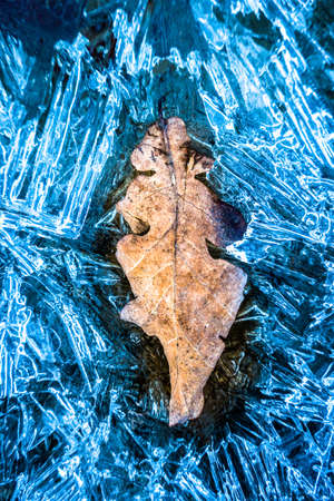 leaf wiht shattered ice -の写真素材