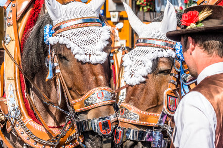Munich, Germany - Oktober 4: typical decorated horses of the brewerys at the oktoberfest in Munich on Oktober 4, 2018のeditorial素材