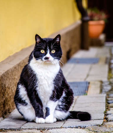 nice cat portrait - photo - closeup