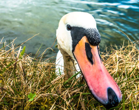 white mute swan at the tegernsee lake in germanyの写真素材