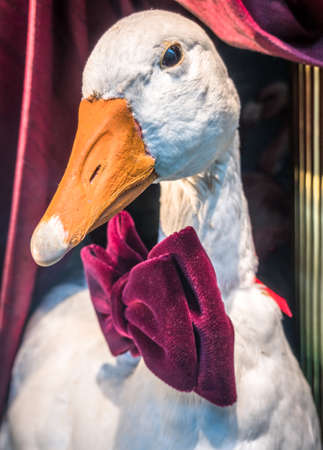 nice goose with bow tieの写真素材