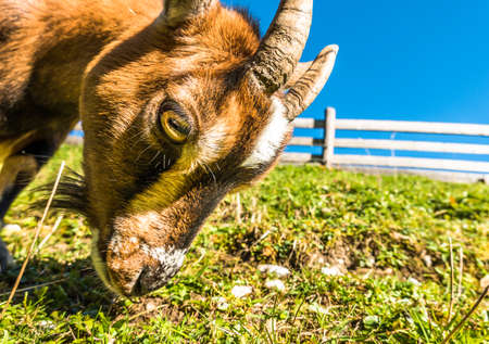 kid goat at a valley in austria - karwendelの写真素材