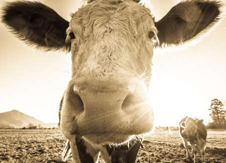funny cow at the european alps - bavariaの写真素材