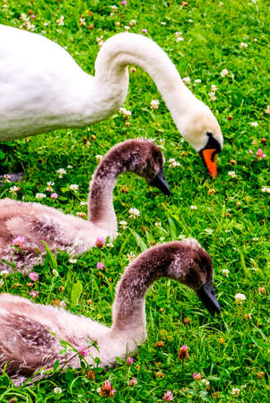white mute swan at the tegernsee lake in germanyの写真素材