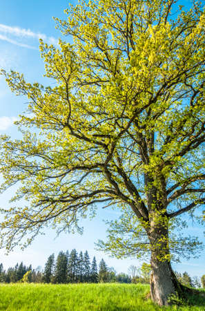 tree at a forest - photoの写真素材