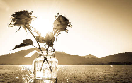 roses in front of the tegernsee lake - bavaria - germany