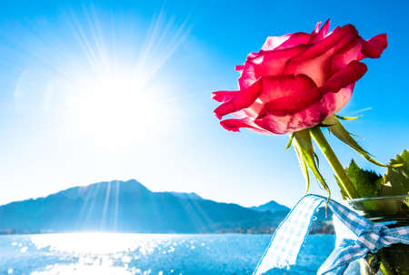 roses in front of the tegernsee lake - bavaria - germanyの写真素材