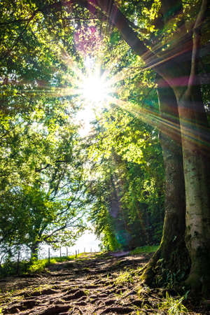 Big tree at a forestの写真素材