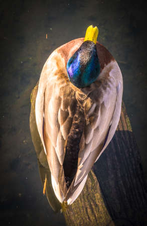 mallard ducks sitting at a lake