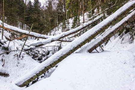 winter snow debris at a forestの写真素材