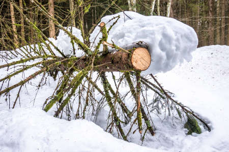winter snow debris at a forest