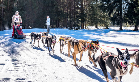 Wallgau - Germany, February 17: Participant of a dog sled race in front of the european alps on February 17, 2019 in Wallgauのeditorial素材