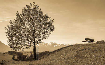 tree at a forest - photo