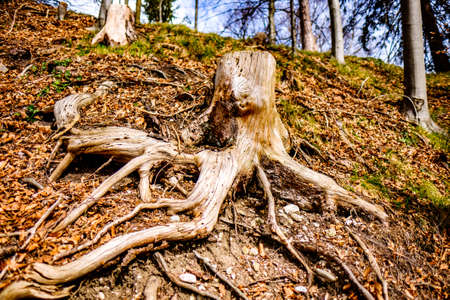 roots of an old tree - photoの写真素材
