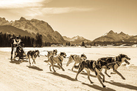 Wallgau - Germany, February 17: Participant of a dog sled race in front of the european alps on February 17, 2019 in Wallgauのeditorial素材