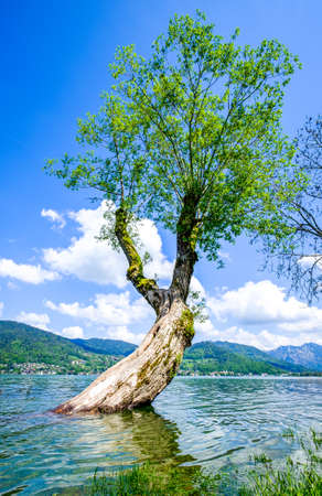 high water at the tegernsee lake - bavaria - bad wiesseeの写真素材
