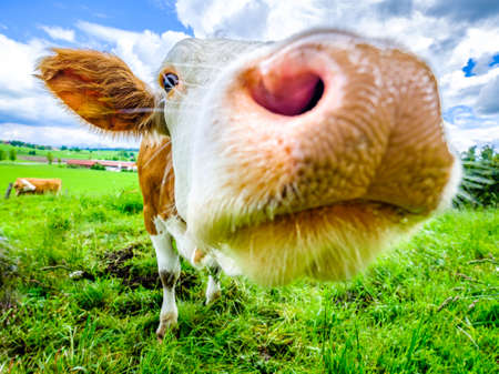 funny cow at the european alps - bavariaの写真素材