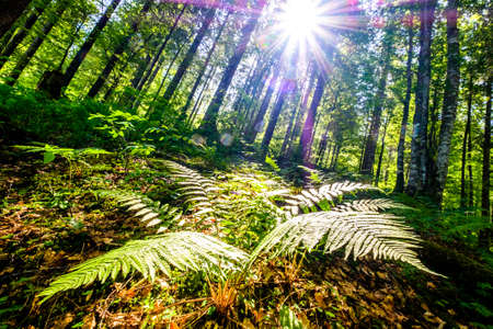 fern at a forest - photoの写真素材