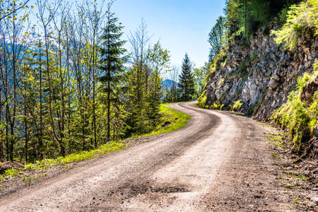 road at a forestの写真素材