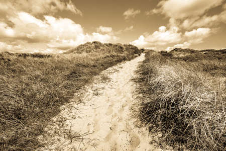 sand dune at the northsea - sylt