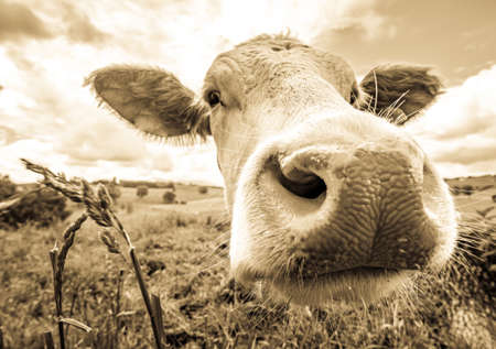 funny cow at the european alps - bavariaの写真素材