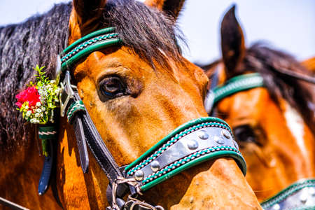 decorated horse at a parade in bavaria