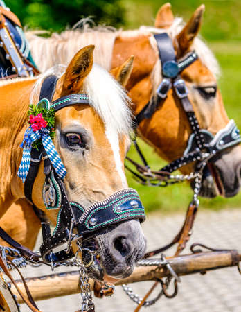 decorated horse at a parade in bavariaの写真素材